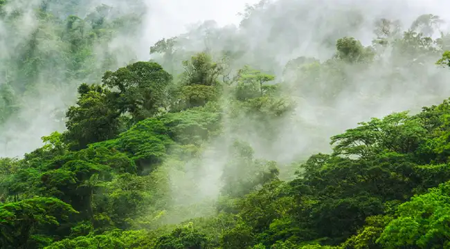 Monteverde Cloud Forest