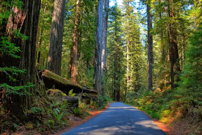 Humboldt Redwoods State Park