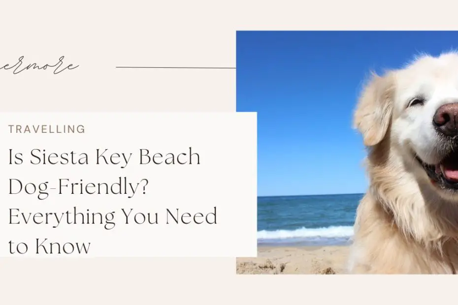 Is Siesta Key Beach Dog-Friendly? Everything You Need to Know