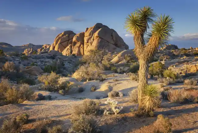 Joshua Tree National Park