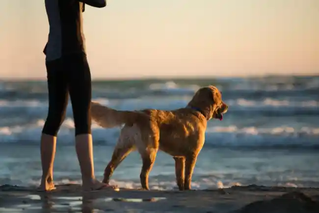 Siesta Key Beach Dog-Friendly