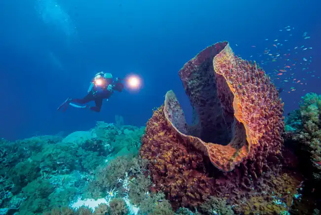 Tubbataha Reef