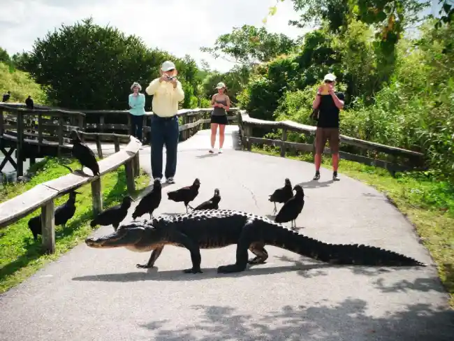 What Should You Wear for a Day in the Everglades?